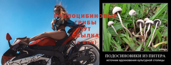 дурь Богданович
