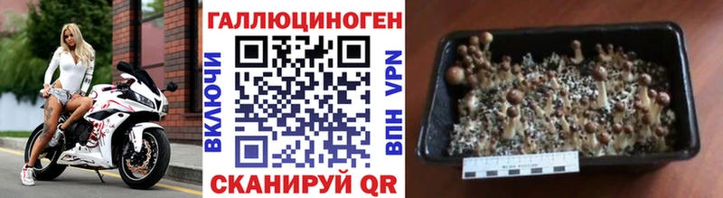 Псилоцибиновые грибы GOLDEN TEACHER Мостовской